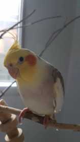 Lost Cockatiel