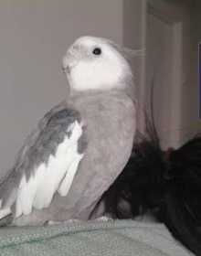 Lost Cockatiel