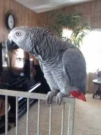 Lost African Grey