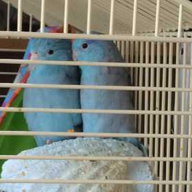 Lost Parrotlet