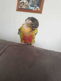 Lost Conure