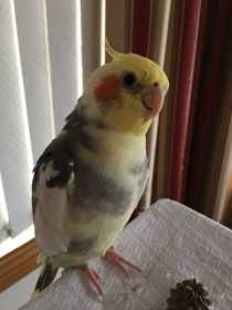 Lost Cockatiel