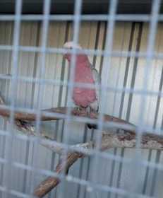 Lost Galah Cockatoo