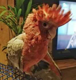 Lost Galah Cockatoo