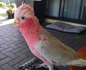 Lost Galah Cockatoo