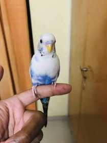Lost Parakeet
