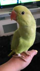 Lost Indian Ringneck Parakeet