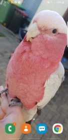 Lost Galah Cockatoo