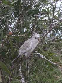 Lost Cockatiel