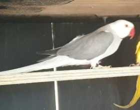 Lost Indian Ringneck Parakeet