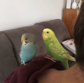 Lost Budgerigar