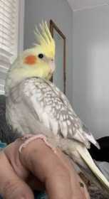 Lost Cockatiel