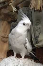 Lost Cockatiel