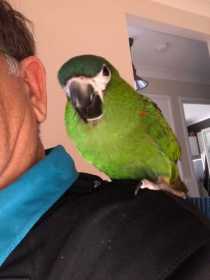 Lost Macaw