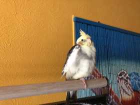 Lost Cockatiel