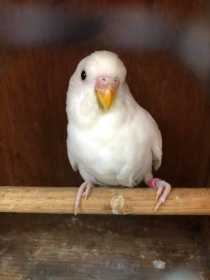 Lost Budgerigar