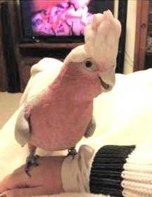 Lost Galah Cockatoo