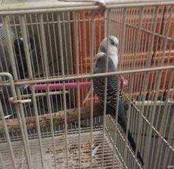 Lost Budgerigar