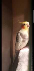 Lost Cockatiel