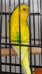 Lost Budgerigar