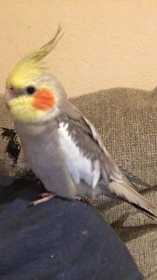 Lost Cockatiel