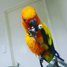 Lost Conure