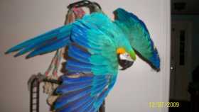 Lost Macaw