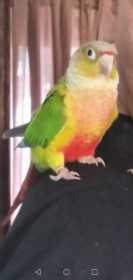 Lost Conure