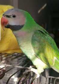 Lost Mustached / Moustached Parakeet