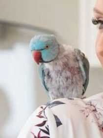 Lost Indian Ringneck Parakeet