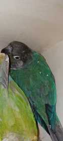 Lost Conure