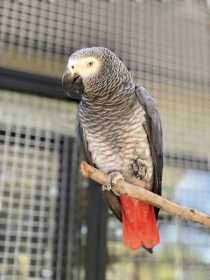 Lost African Grey