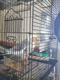 Lost Cockatiel
