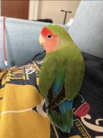 Lost Lovebird