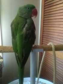 Lost Alexandrine