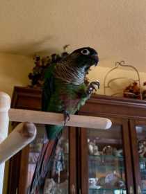 Lost Conure