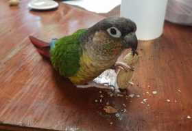 Lost Conure