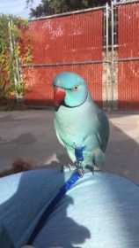 Lost Indian Ringneck Parakeet