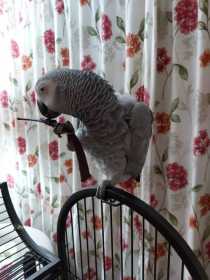 Lost African Grey