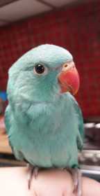 Lost Indian Ringneck Parakeet