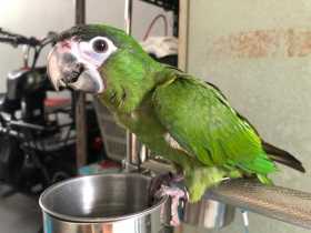 Lost Macaw