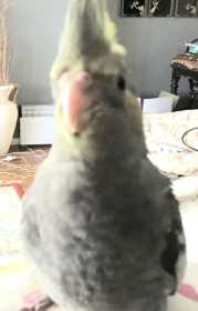 Lost Cockatiel