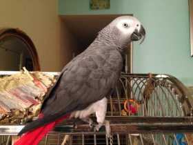 Lost African Grey