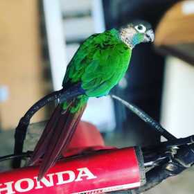 Lost Conure