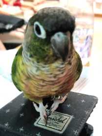 Lost Conure