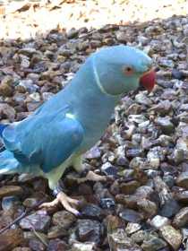 Lost Indian Ringneck Parakeet