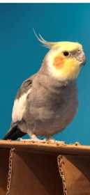 Lost Cockatiel