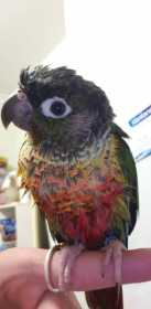 Lost Conure