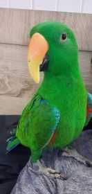 Lost Eclectus