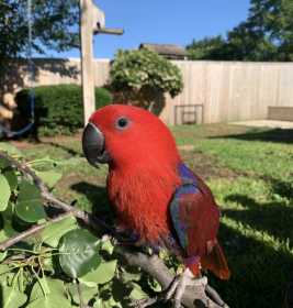 Lost Eclectus